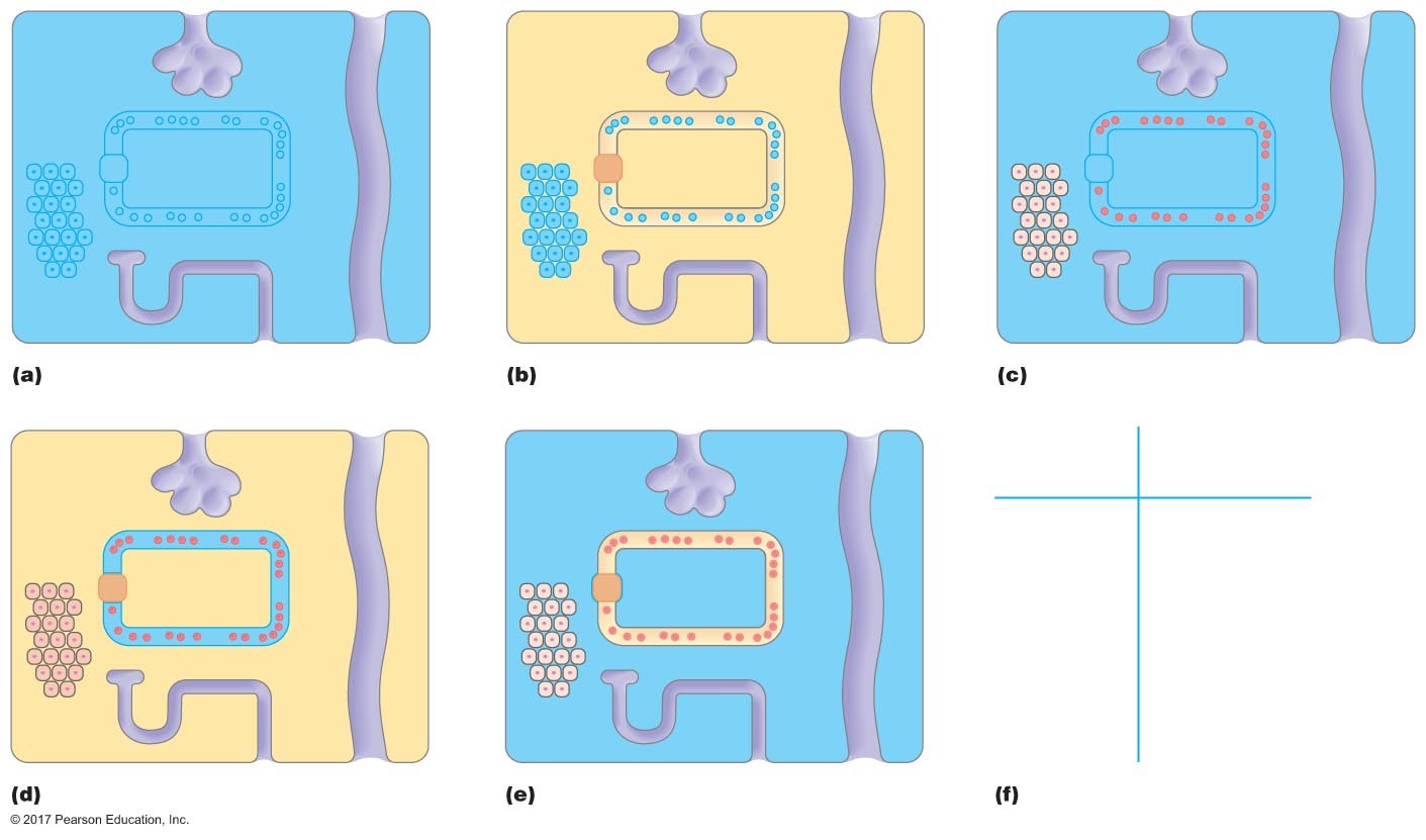 Body fluid compartments.