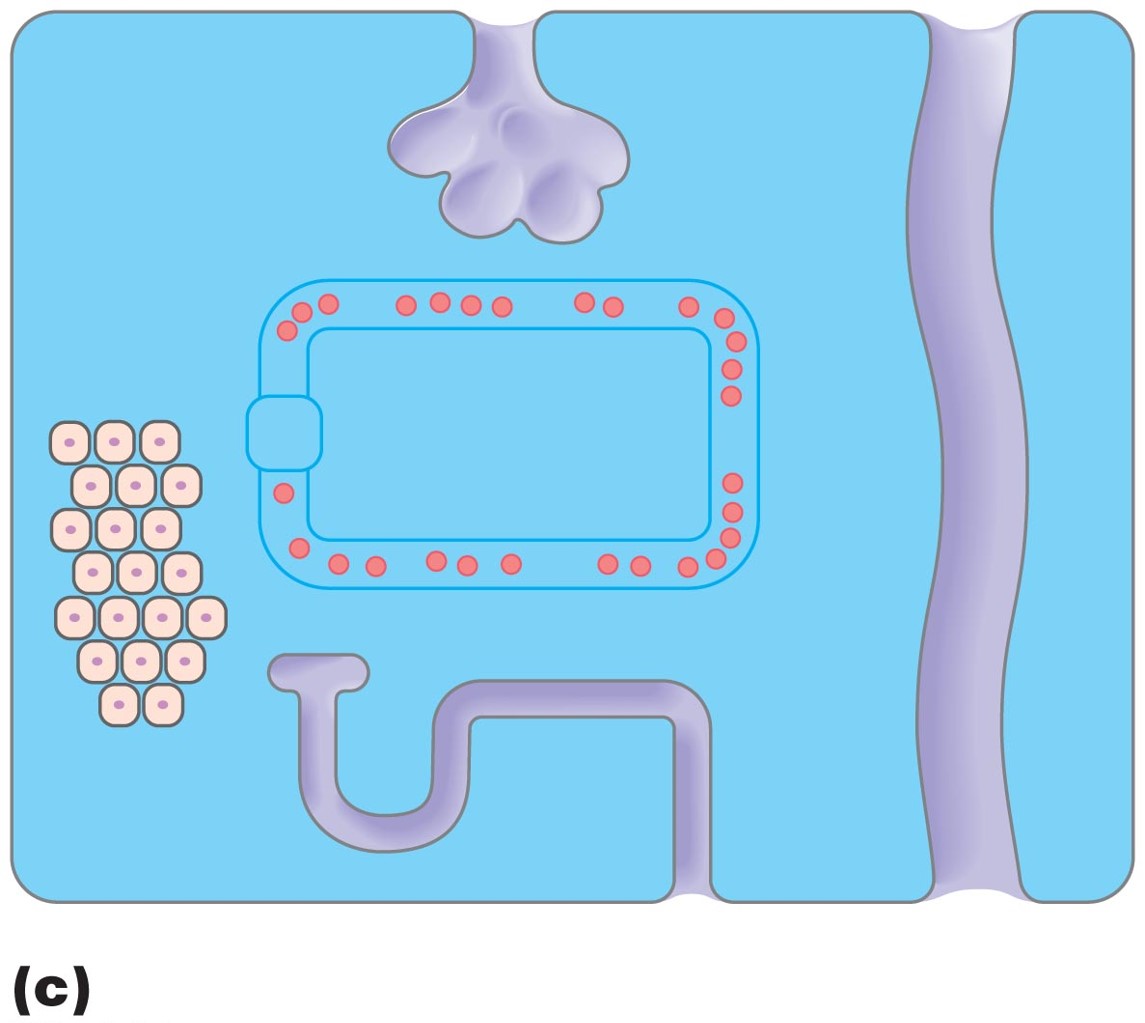 Extracellular fluid (ECF)