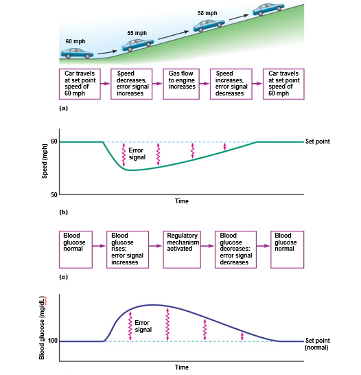 Negative feedback control of a regulated variable.