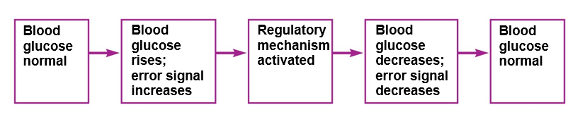 Negative feedback control of a regulated variable.