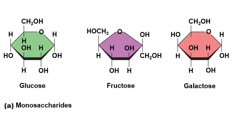 Monosaccharides Diagram