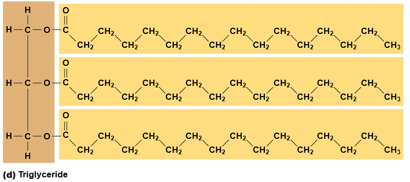 Triglyceride