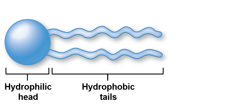 Schematic representation of phospholipid molecule