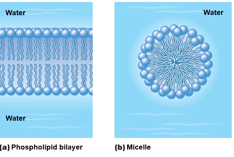 Structures formed by phospholipids in an aqueous environment.