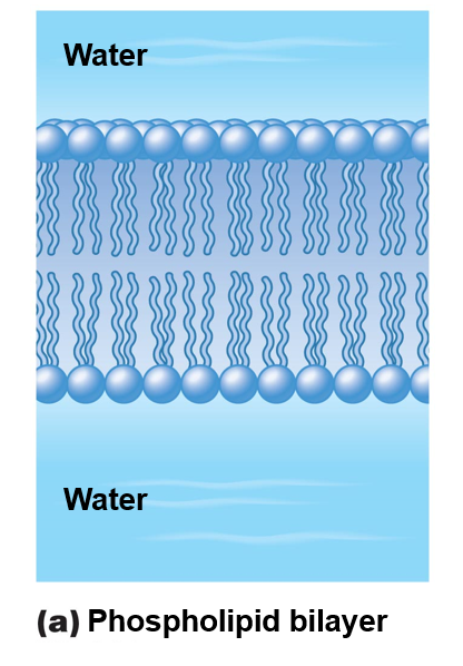 Phospholipid bilayer