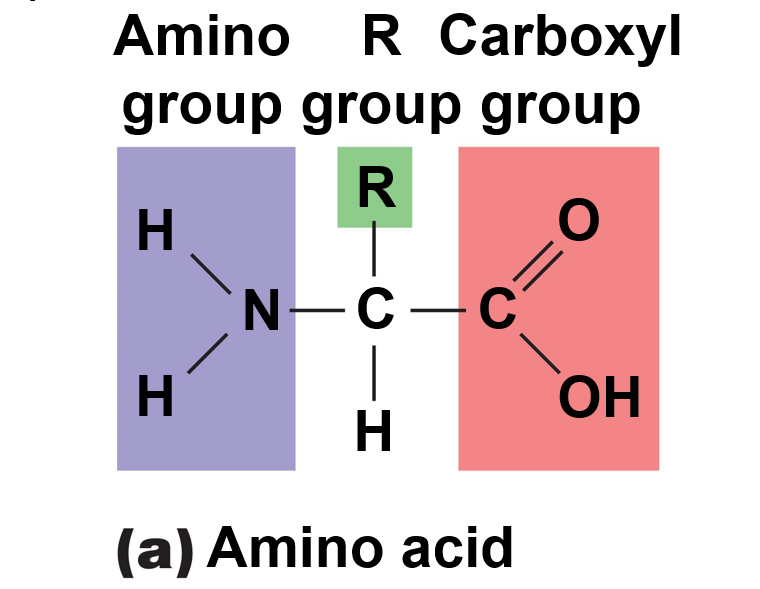 Amino acid