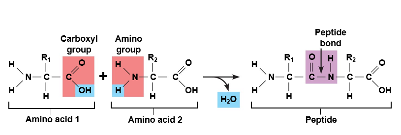  Formation of a peptide bond by a condensation reaction.