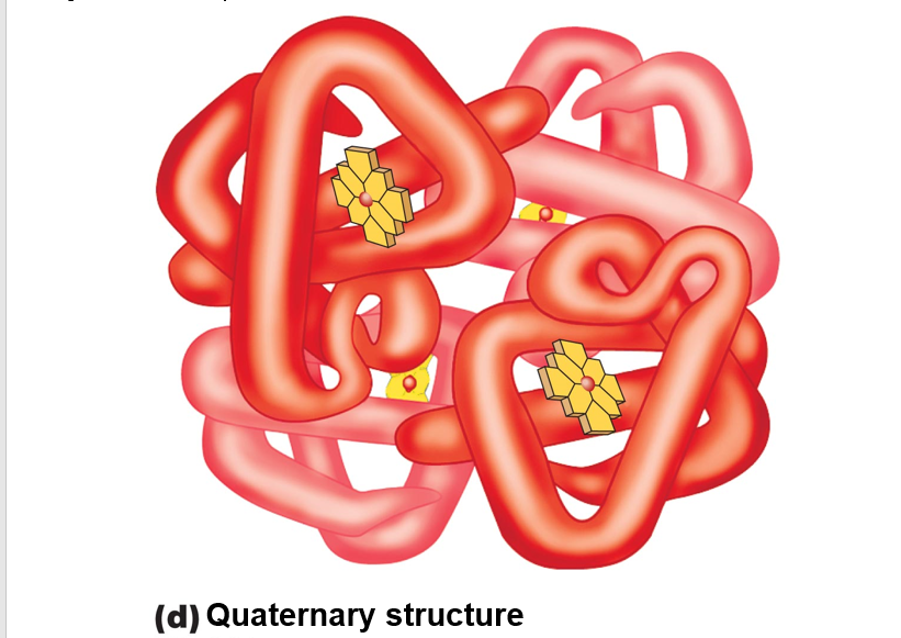 Levels of protein structure: Quaternary structure