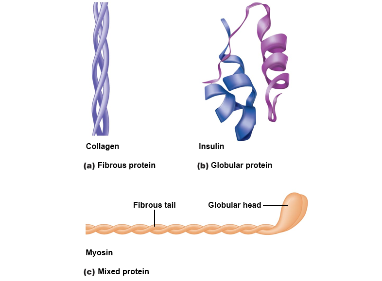 Three-dimensional structures of proteins.