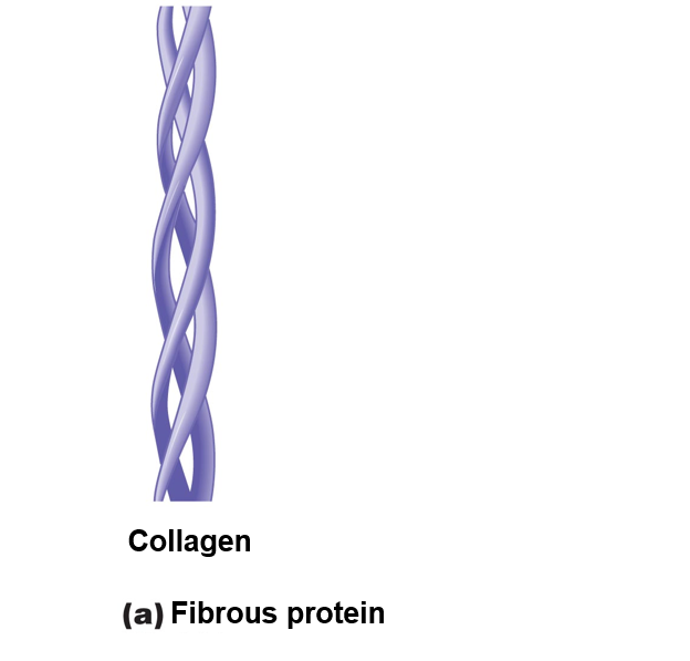 Three-dimensional structures of proteins: Fibrous protein