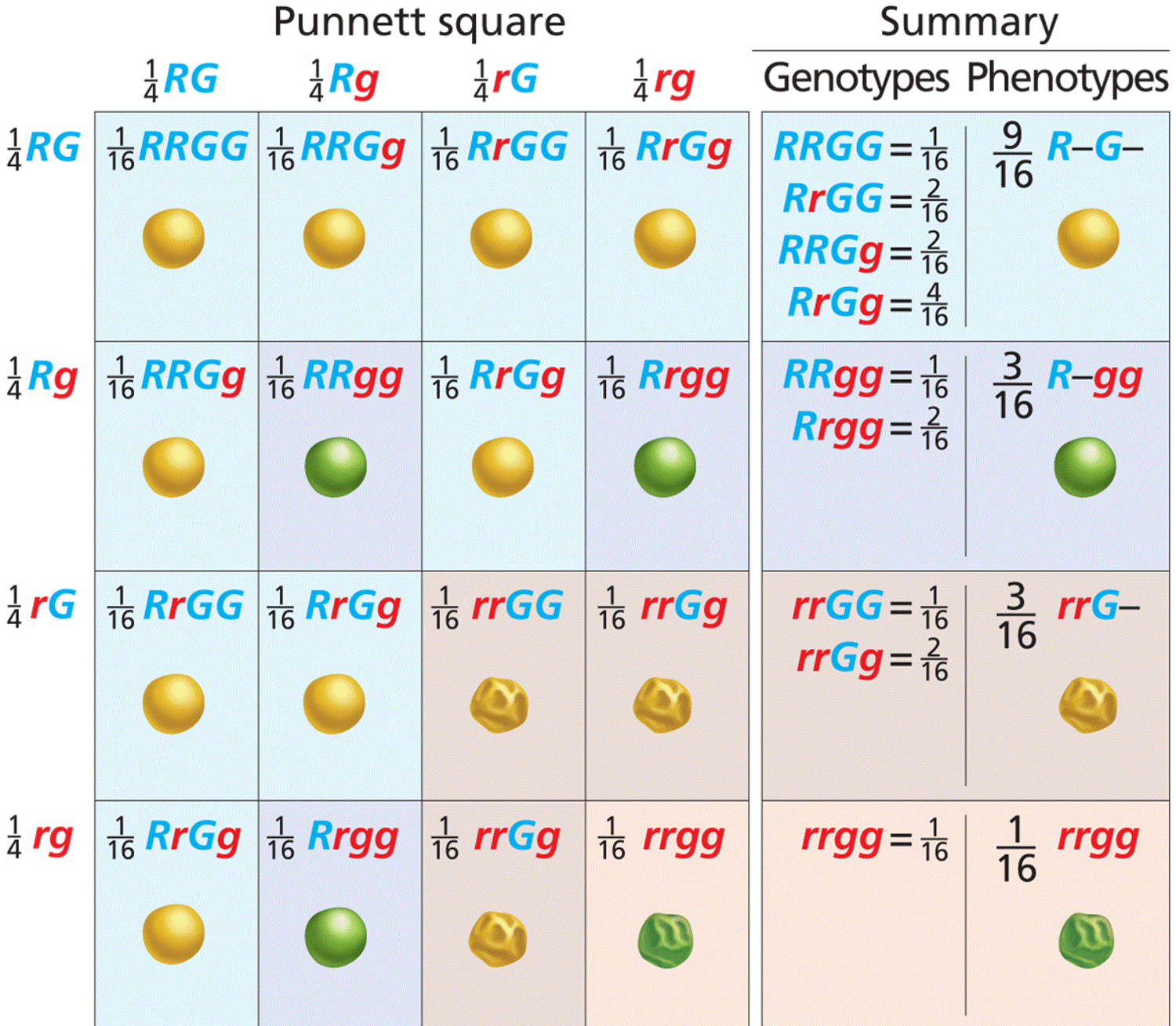 Independent assortment of alleles of two genes