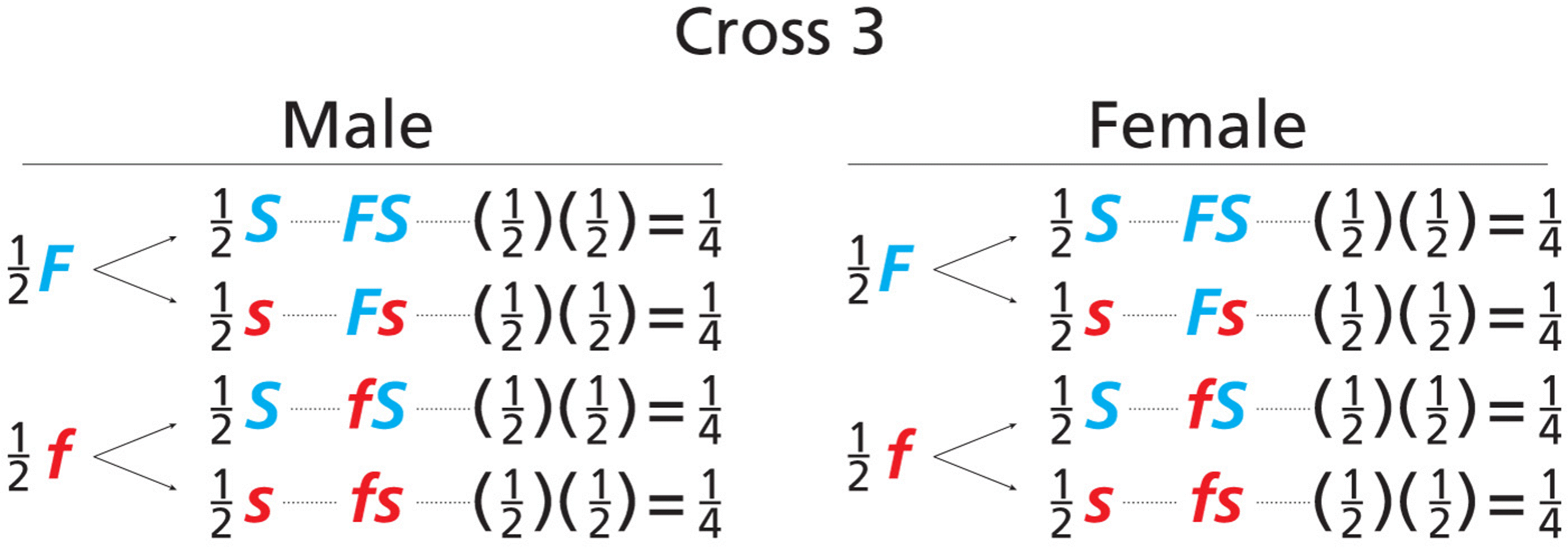 GENETIC ANALYSIS 