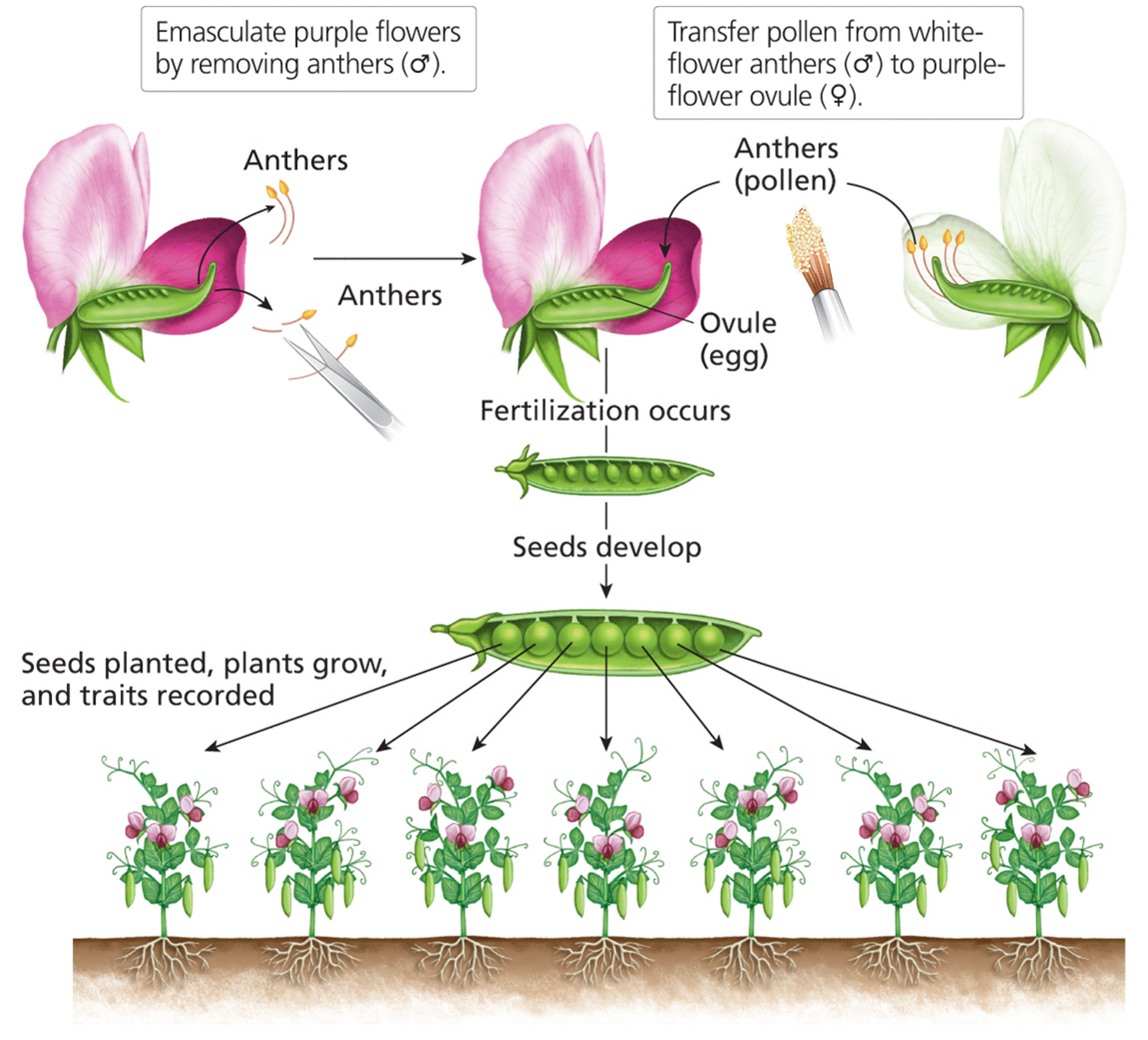 Artificial cross-fertilization of pea plants