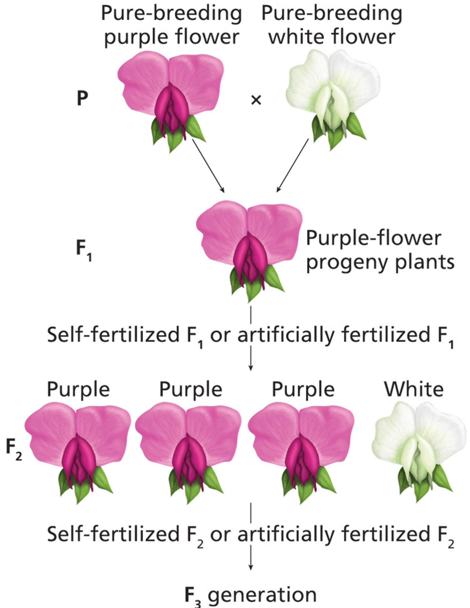 Controlled genetic crosses of pea plants