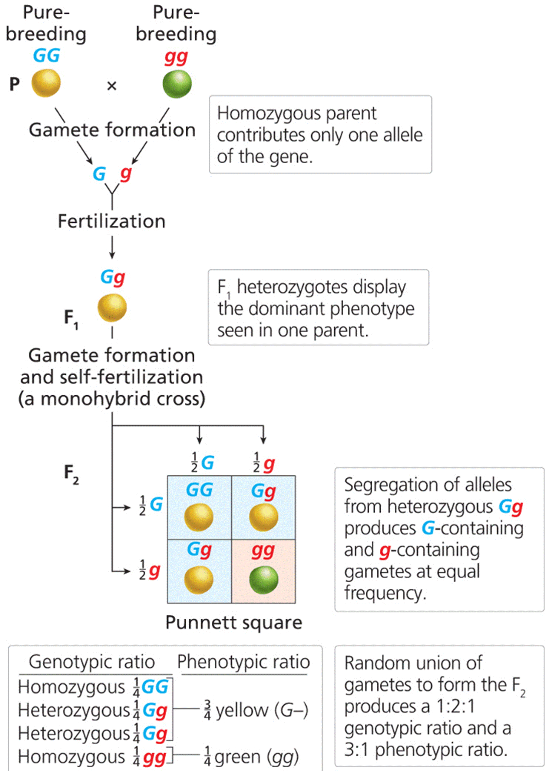 Segregation of alleles for seed color