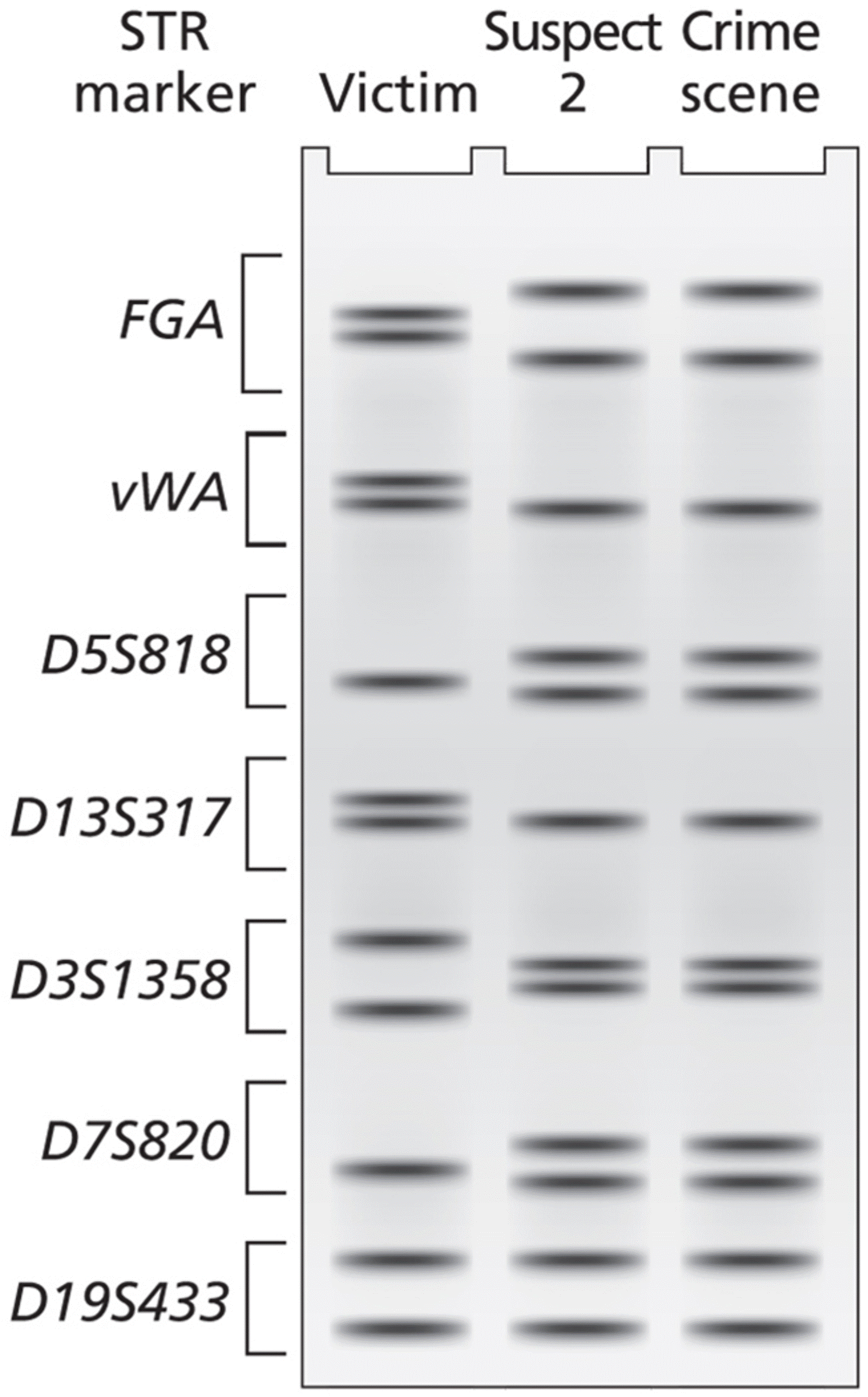 Expanded STR marker comparison for seven markers