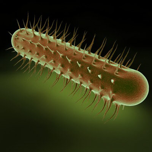 E. coli bacteria cell
