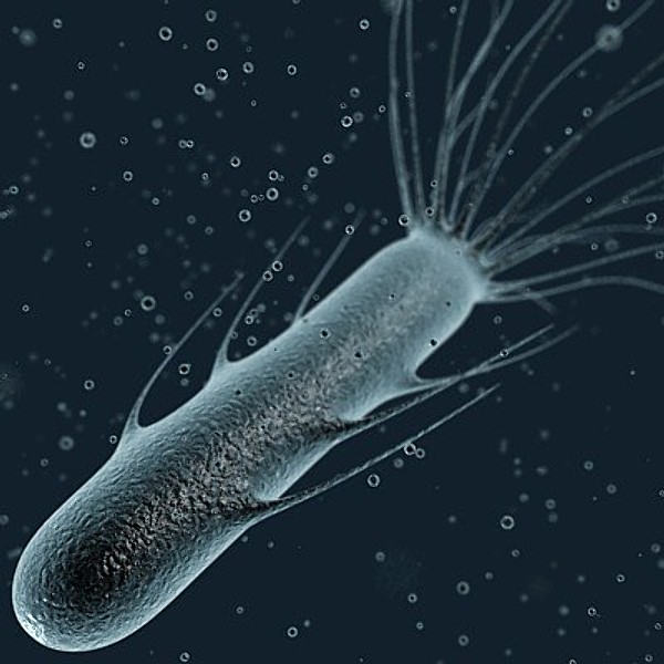 Flagella Bacteria