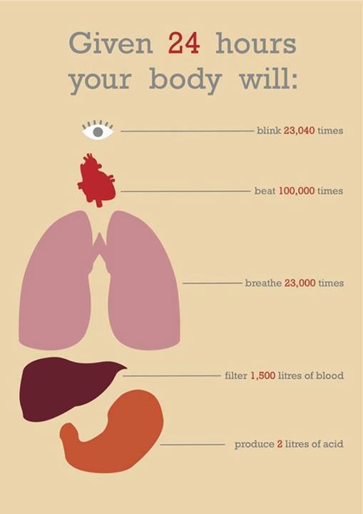 Our body in 24 hours