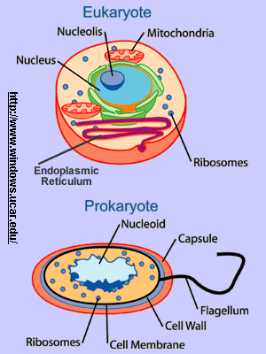 Prokaryotes vs. Eukaryotes