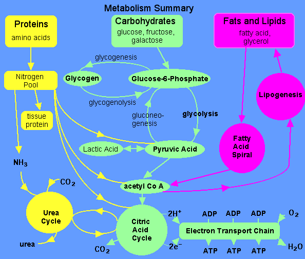 Lipid Metabolism