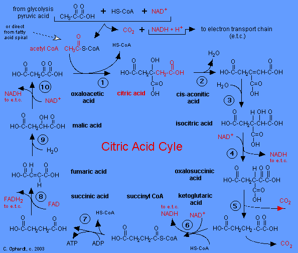 Citric Acid Cycle