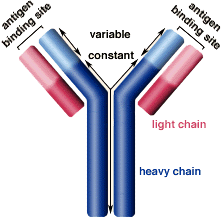 Antibody Structure