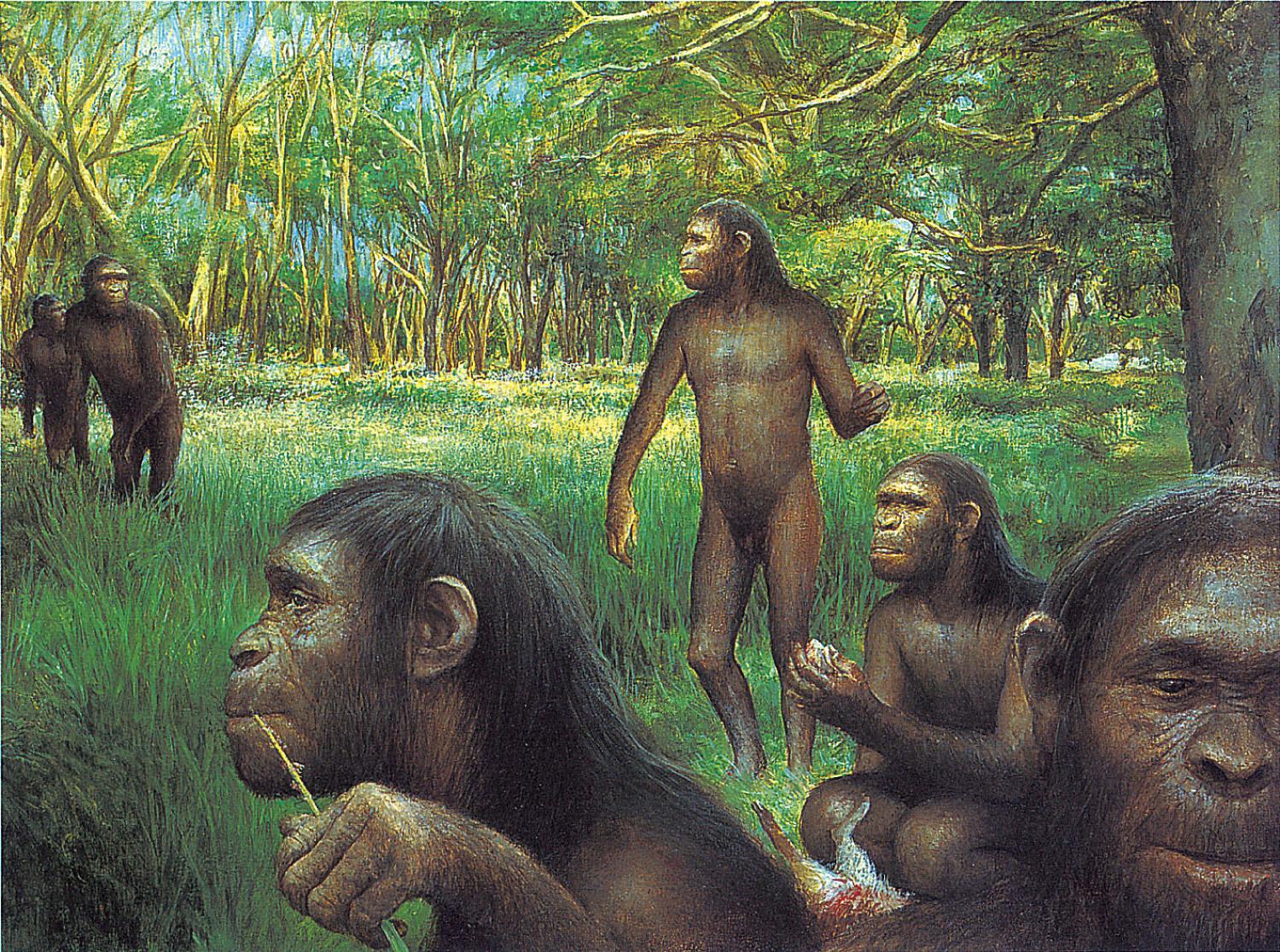 Evolution of hominids