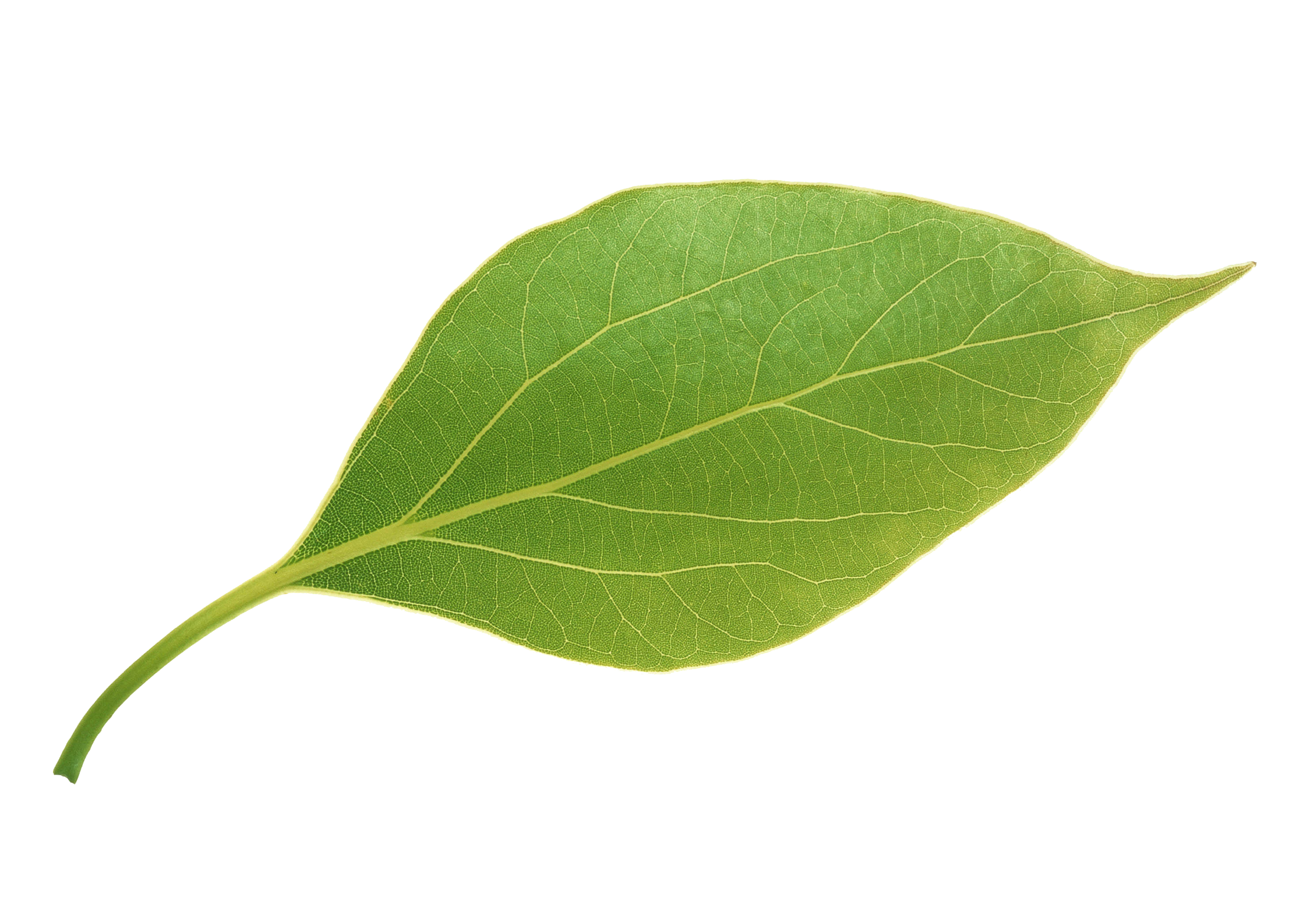 Leaf