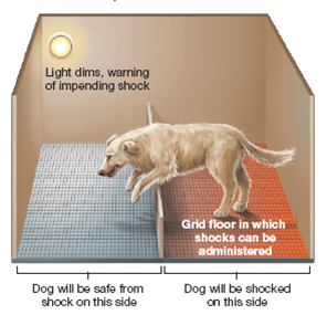 The Learned Helplessness Procedure 