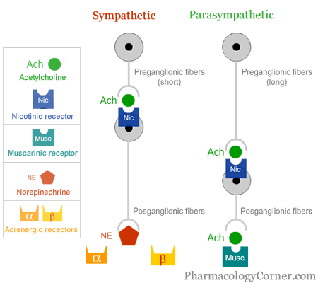 Acetylcholine receptors  and the autonomic nervous system