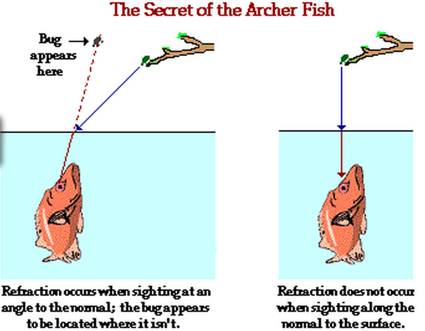 Archerfish