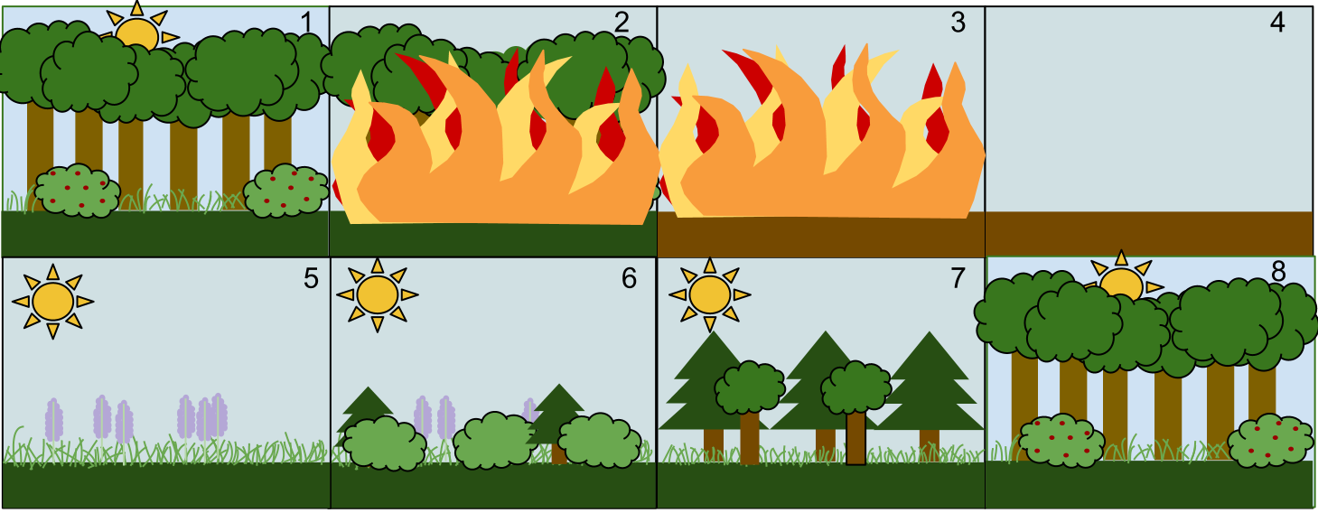 An example of Secondary Succession by stages