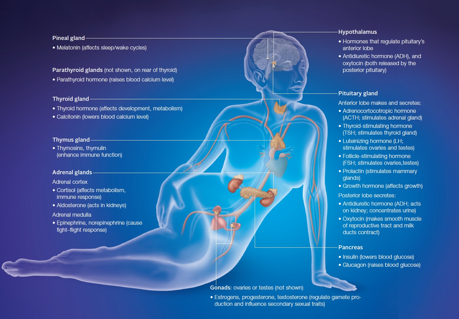 Main components of the human endocrine system and the effects of their secretions
