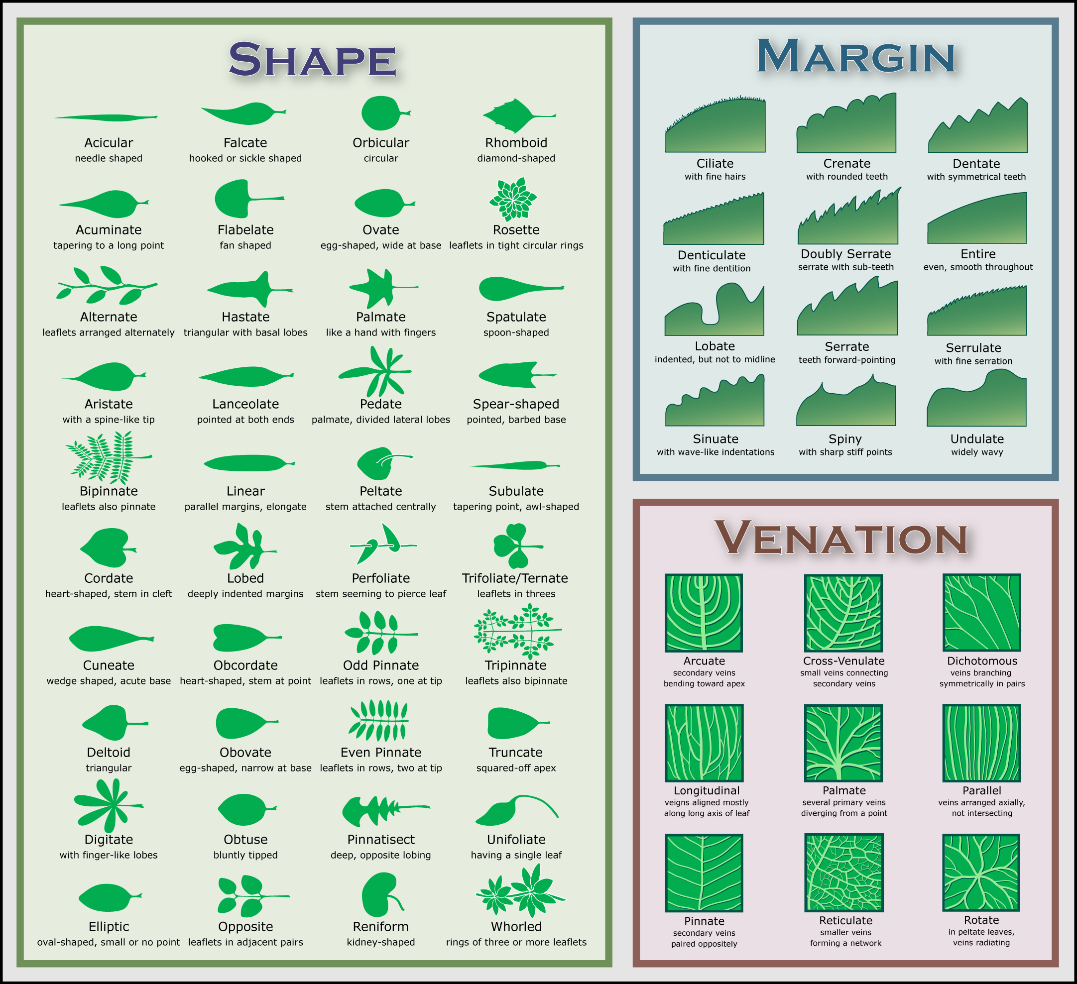 Plant Identification Chart