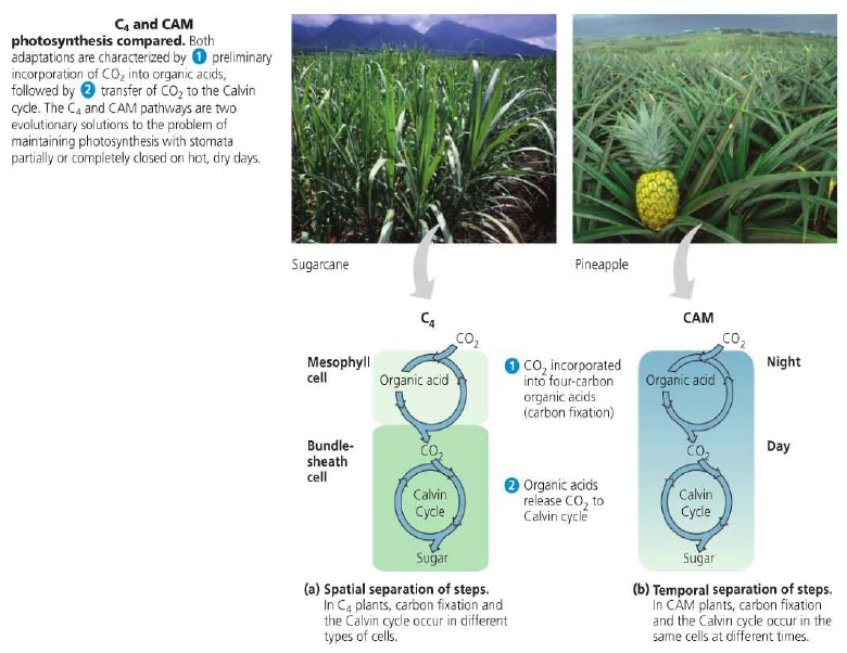 Spatial versus Temporal Photosynthesis