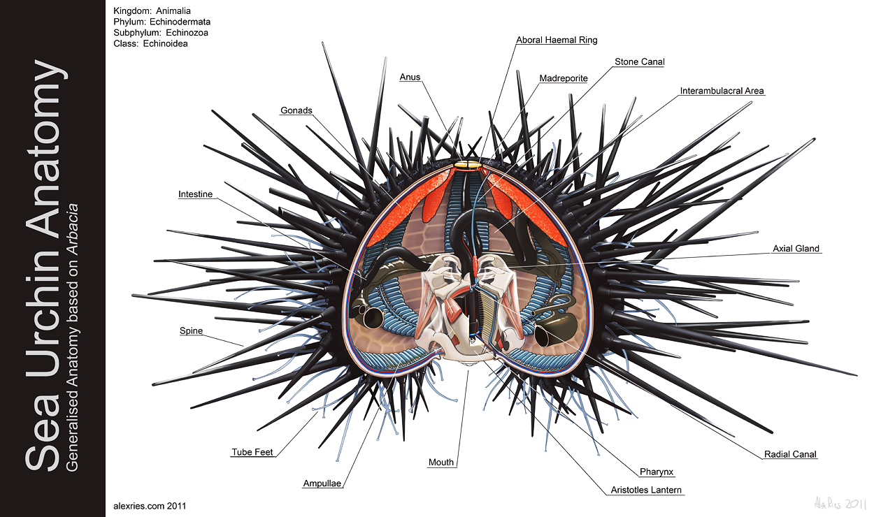 Sea Urchin Anatomy