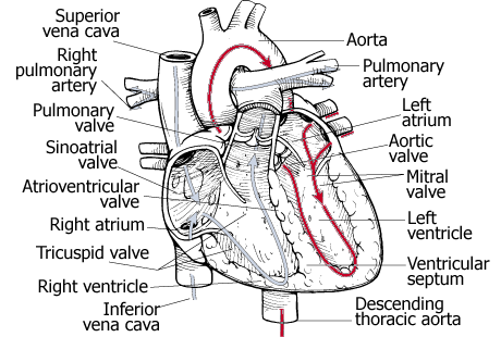 Heart Flow