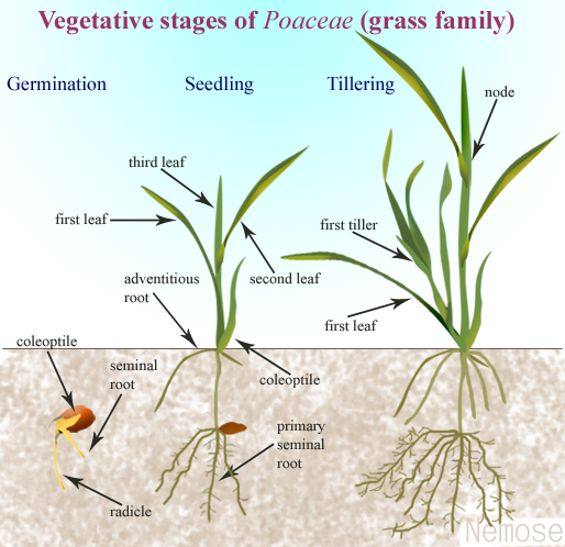 Grass Germination