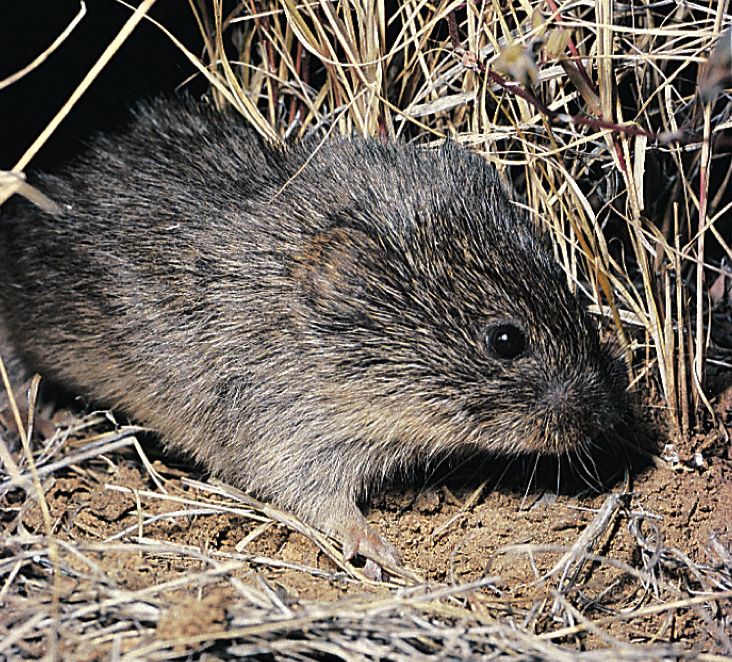 Studying the genetic roots of mating and bonding behavior