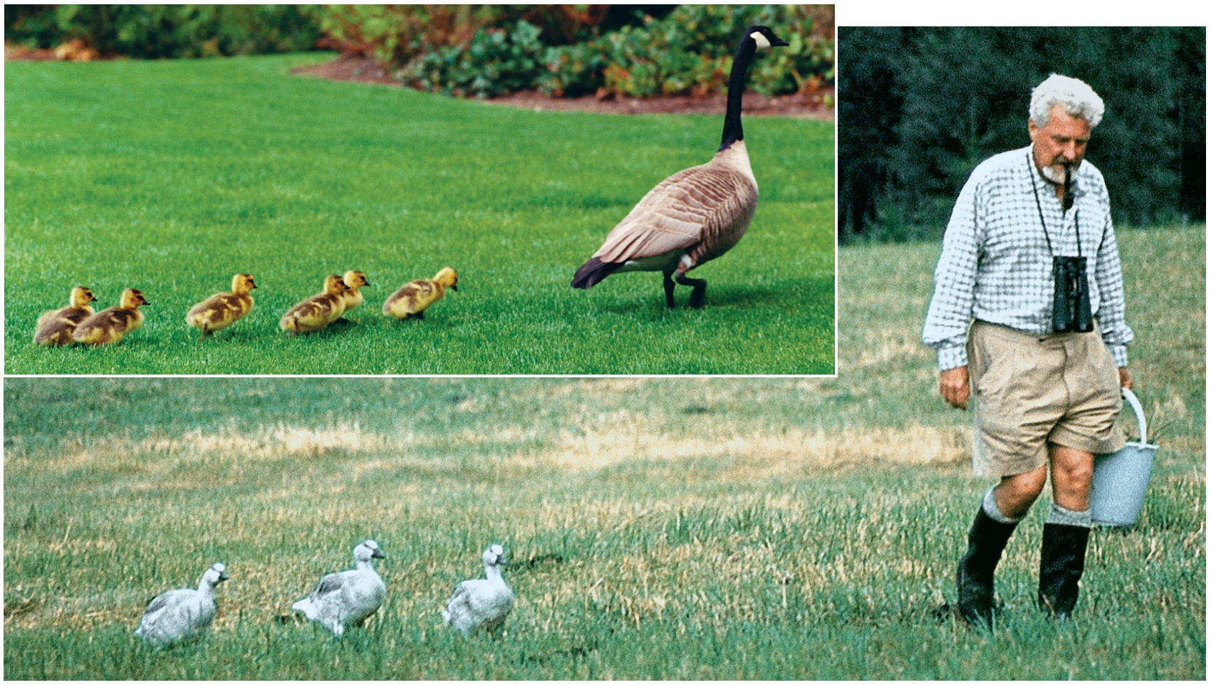 Konrad Lorenz and Imprinted Geese