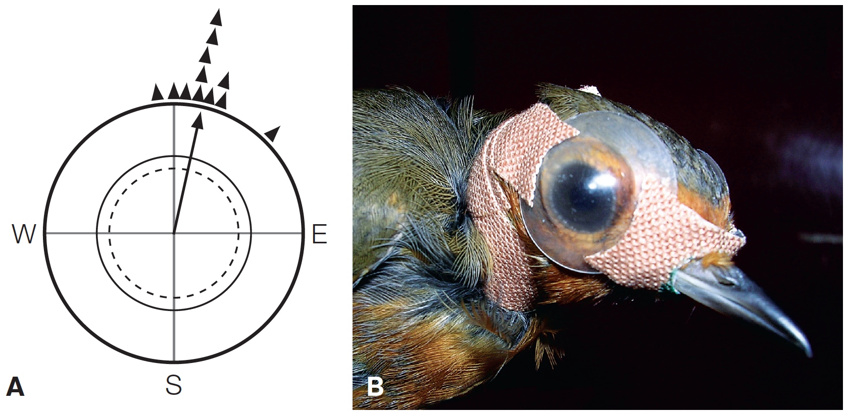 Vision-based Magnetic Compass in European Robins