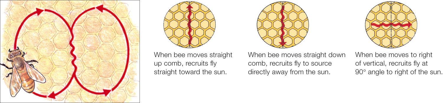 Tactile Display: Honeybee Dances 