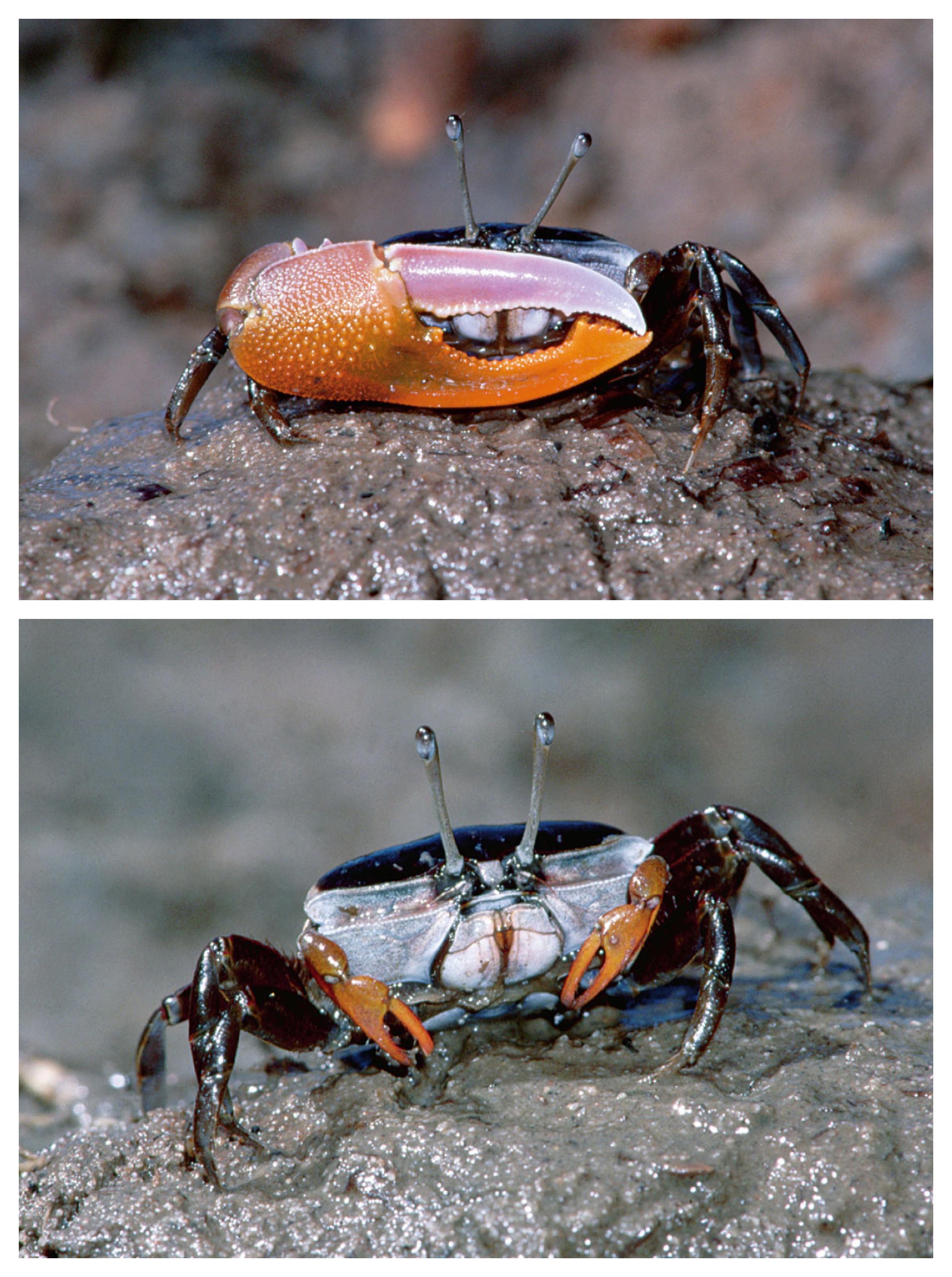 How to impress a choosy female: Male fiddler crabs (top) wave their one enlarged claw to a attract a