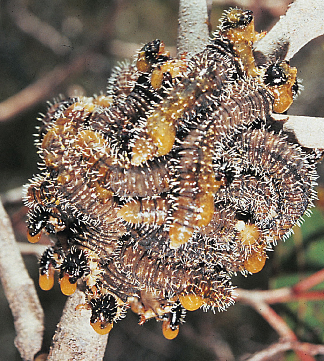 Group defenses: Cluster of sawfly caterpillars regurgitating fluid (yellow) that predators find unap