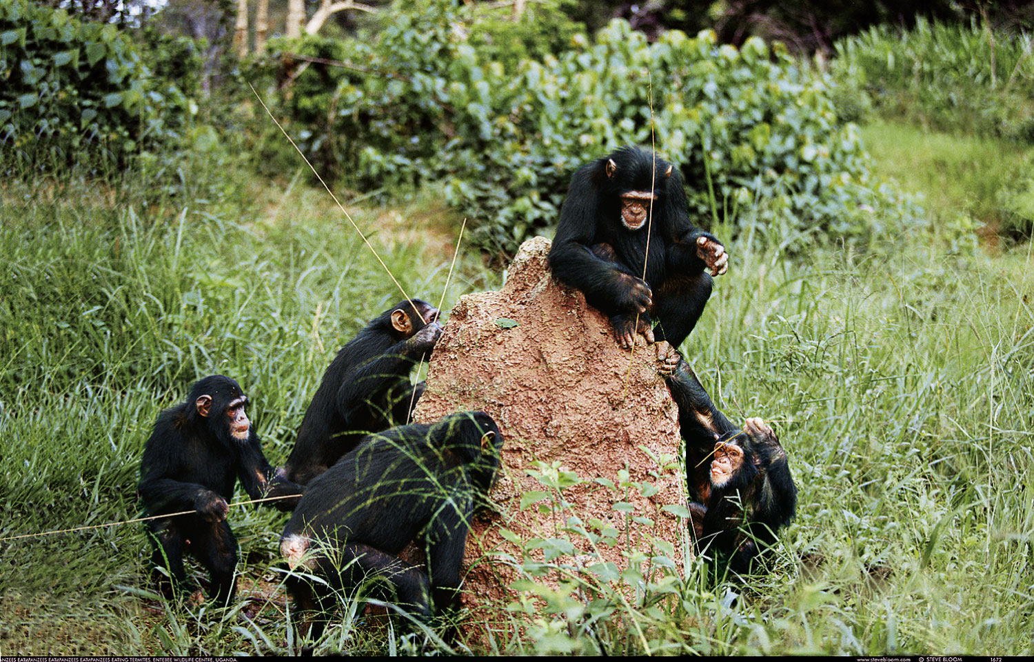 Chimpanzees Fishing for Termites