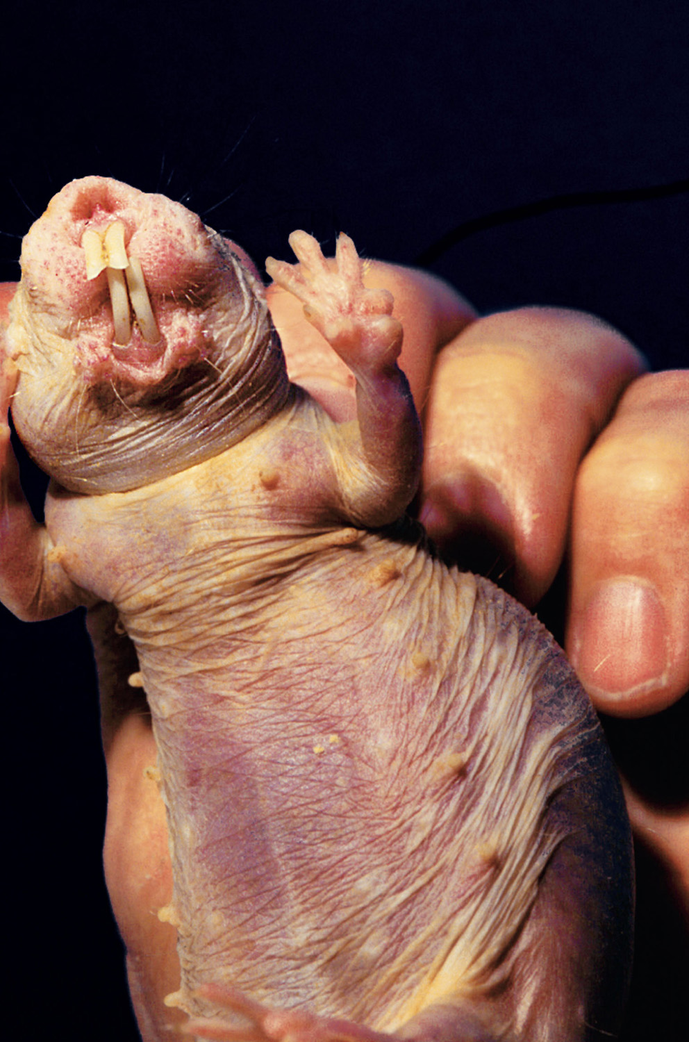 Queen Naked Mole-Rat