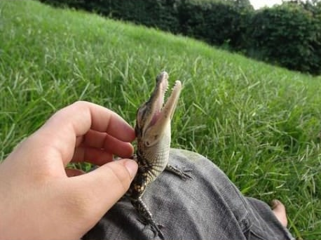 A very cute alligator