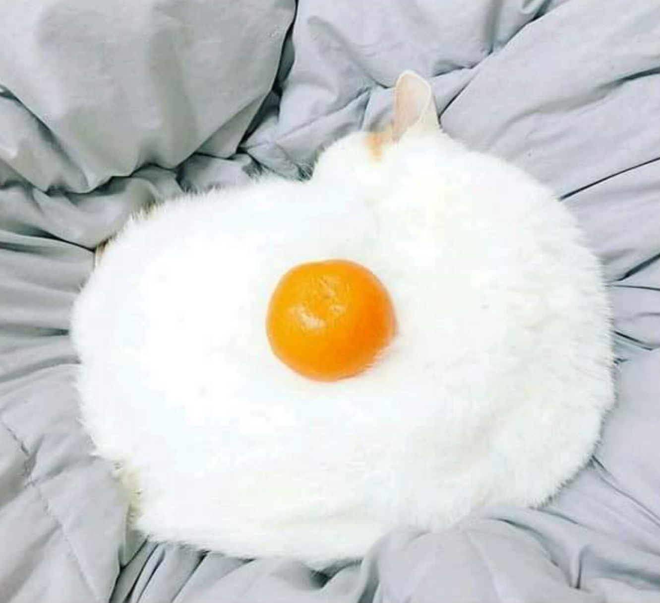 Egg?