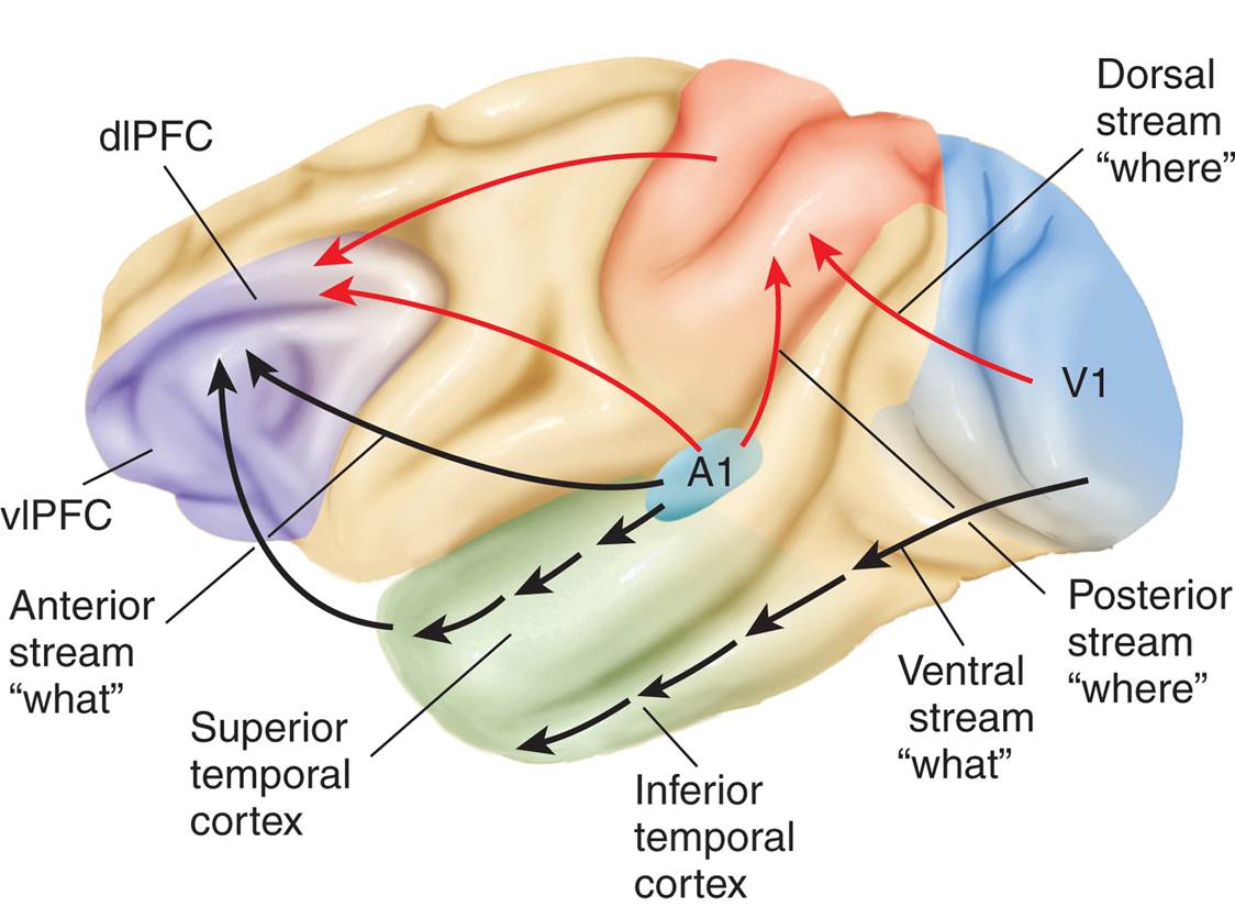 Sensory Processing 